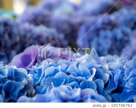 青色の紫陽花 105786762