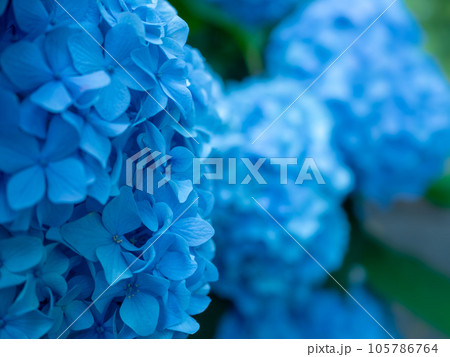 青色の紫陽花 青色の紫陽花 105786764