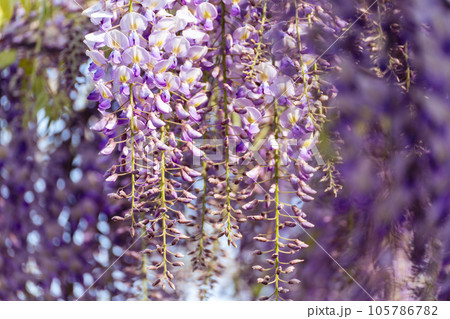 Blooming Wisteria Sinensis with scented classic purple flowersin full bloom in hanging racemes closeup. Garden with wisteria in spring Blooming Wisteria Sinensis with scented classic purple flowersin full bloom in hanging racemes closeup. Garden with wisteria in spring 105786782