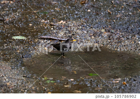 夏山、水溜まりにやって来たクロツグミ雄 夏山、水溜まりにやって来たクロツグミ雄 105786902