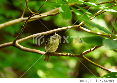 夏山、枝止まりのオオルリ幼鳥01 夏山、枝止まりのオオルリ幼鳥01 105786904