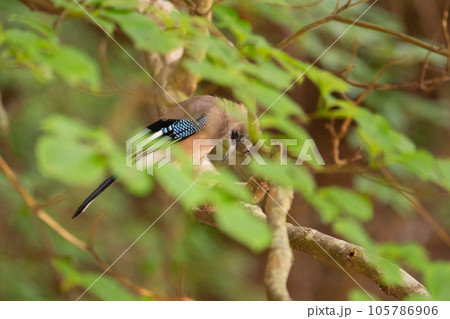夏山、水浴びのため枝止まりするカケス 105786906