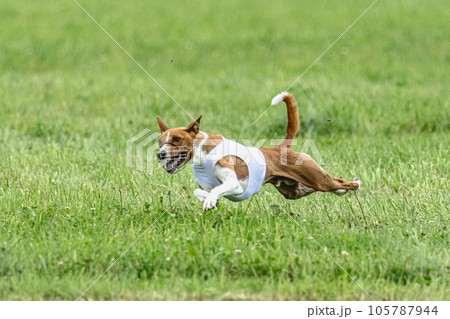 Basenji dog lifted off the ground during the dog race competition 105787944