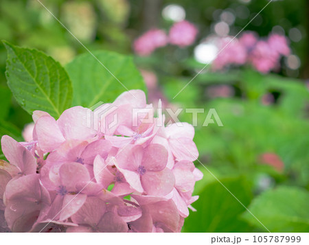 雨に濡れたピンク色の紫陽花 105787999