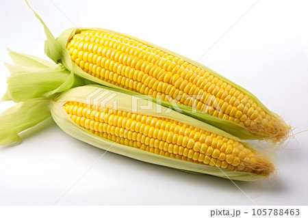 fresh corn isolated on white background Generative AI fresh corn isolated on white background Generative AI 105788463