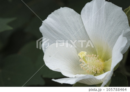 清楚な白い芙蓉 清楚な白い芙蓉 105788464