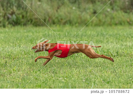 Cirneco dell etna dog running in red jacket on green field in summer 105788672