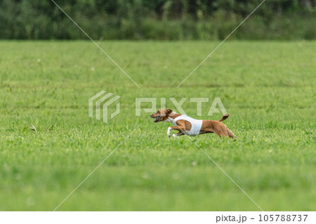 Basenji dog lure coursing competition on green field in summer Basenji dog lure coursing competition on green field in summer 105788737