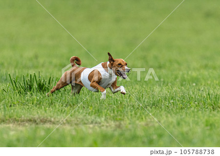 Basenji dog lure coursing competition on green field in summer 105788738