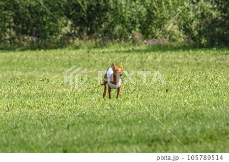 Cirneco dell etna dog running in white jacket on green field in summer Cirneco dell etna dog running in white jacket on green field in summer 105789514
