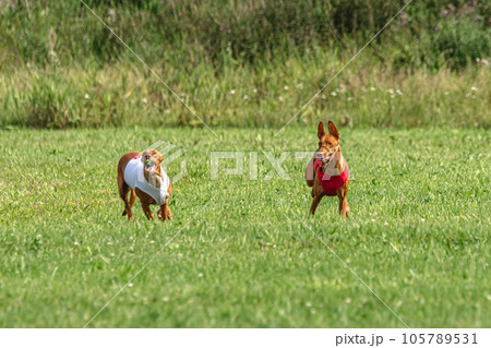 Pharaoh Hound dogs running in red and white jacket on coursing field Pharaoh Hound dogs running in red and white jacket on coursing field 105789531