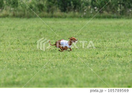 Cirneco dell etna dog running in white jacket on green field in summer 105789569