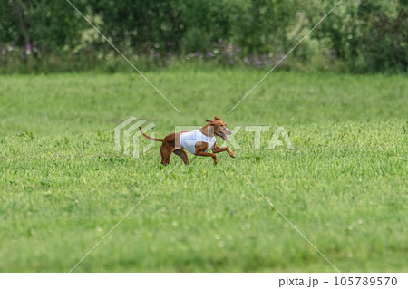 Cirneco dell etna dog running in white jacket on green field in summer Cirneco dell etna dog running in white jacket on green field in summer 105789570