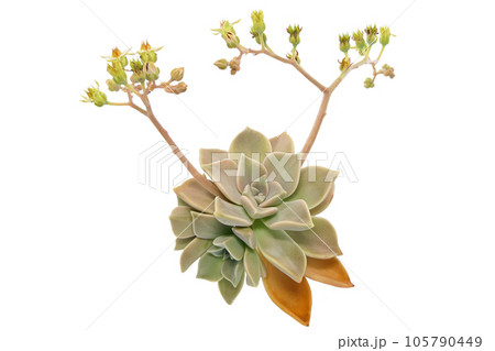 【朧月の花】 (深度合成) 105790449