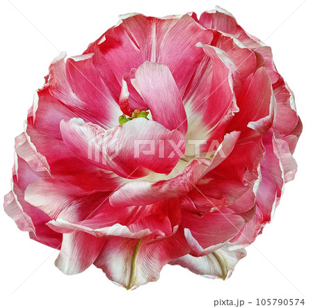 Red tulip flower  on white isolated background with clipping path. Closeup. For design. Nature. 105790574