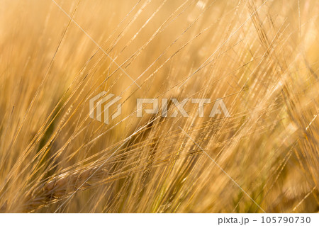 Wheat field 105790730