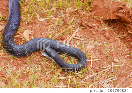 During summer in South Carolina area, one could often spot black eastern ratsnake slithering stealthily across ground. During summer in South Carolina area, one could often spot black eastern ratsnake slithering stealthily across ground. 105790884