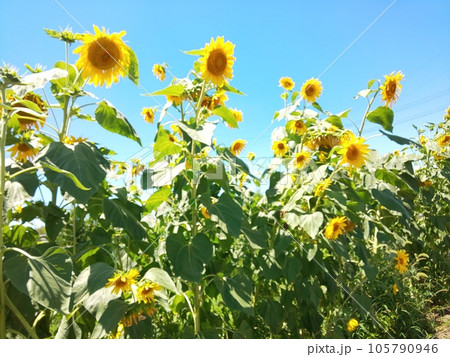青空に伸びるヒマワリ 青空に伸びるヒマワリ 105790946