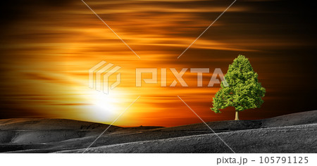 Single Green Tree on Top of a Black and White Landscape at Sunset 105791125