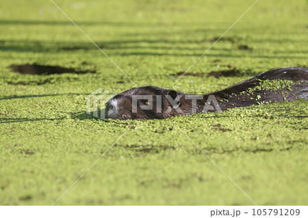 The nutria (Myocastor coypus) The nutria (Myocastor coypus) 105791209