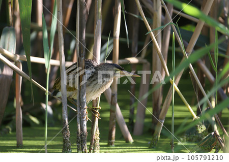 common little bittern (Ixobrychus minutus) common little bittern (Ixobrychus minutus) 105791210