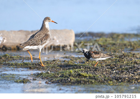ruddy turnstone (Arenaria interpres) 105791215