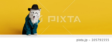 Beautiful, purebred Samoyed dog in glasses, hat and green coat against yellow studio background 105791555