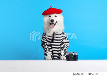 Cheerful, smiling, purebred Samoyed dog in stripes hurt and red beret against blue studio background. Travel Cheerful, smiling, purebred Samoyed dog in stripes hurt and red beret against blue studio background. Travel 105791590
