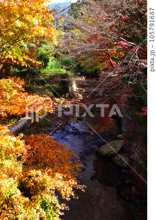 福岡県の紅葉名所　秋月城跡周辺の紅葉の風景 105791687