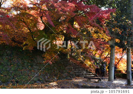 福岡県の紅葉名所　秋月城跡周辺の紅葉の風景 105791691