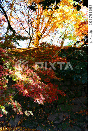 福岡県の紅葉名所　秋月城跡周辺の紅葉の風景 105791692