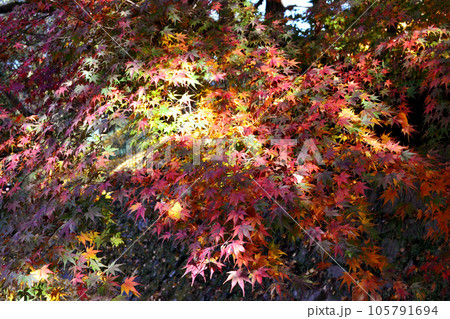 福岡県の紅葉名所 秋月城跡周辺の紅葉の風景 福岡県の紅葉名所 秋月城跡周辺の紅葉の風景 105791694
