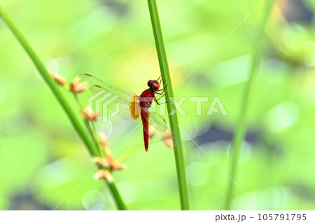 ショウジョウトンボ ショウジョウトンボ 105791795