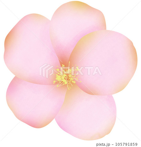 watercolor flowers for decoration watercolor flowers for decoration 105791859