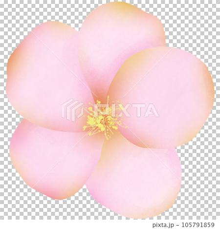 watercolor flowers for decoration watercolor flowers for decoration 105791859