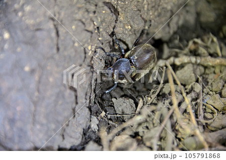 カブトムシのメス 105791868