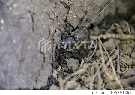 カブトムシのメス カブトムシのメス 105791869