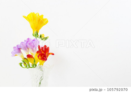 フリージア（赤黄紫）ガラスの花瓶  (コピースぺース・白バック） 105792070