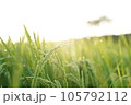 朝焼けと稲穂 105792112