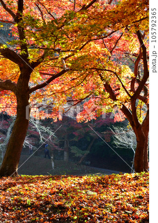 福岡県の紅葉名所　秋月城跡周辺の紅葉の風景 105792365
