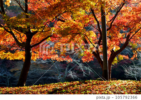 福岡県の紅葉名所　秋月城跡周辺の紅葉の風景 105792366