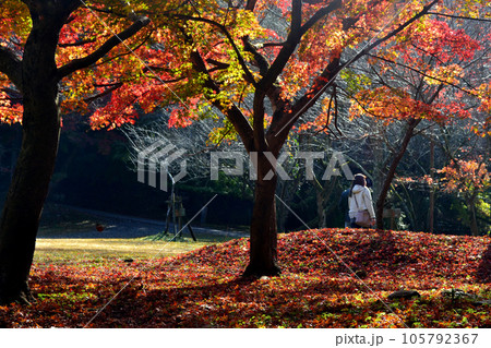 福岡県の紅葉名所 秋月城跡周辺の紅葉の風景 福岡県の紅葉名所 秋月城跡周辺の紅葉の風景 105792367
