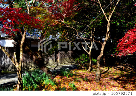 福岡県の紅葉名所　秋月城跡周辺の紅葉の風景 105792371