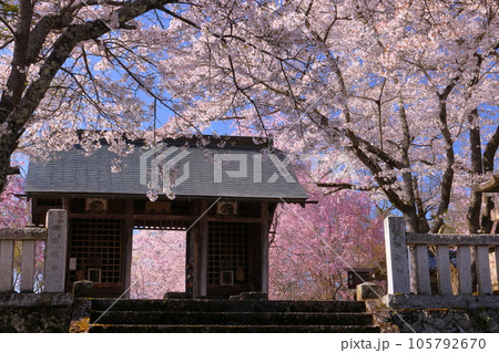 長野県長野市信更町三水　さくらの名所仁王山長勝寺の仁王門と境内を埋め尽くすソメイヨシノやベニシダレ桜 105792670