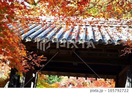 福岡県の紅葉名所 秋月城跡 黒門と紅葉の風景 福岡県の紅葉名所 秋月城跡 黒門と紅葉の風景 105792722