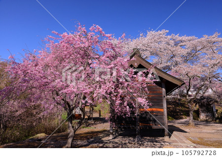 長野県長野市信更町三水　さくらの名所仁王山長勝寺の仁王門と境内を埋め尽くすソメイヨシノやベニシダレ桜 105792728