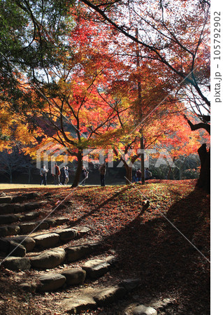 福岡県の紅葉名所　秋月城跡周辺の紅葉の風景 105792902