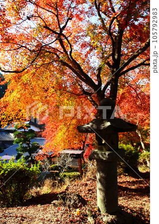 福岡県の紅葉名所　秋月城跡周辺の紅葉の風景 105792983