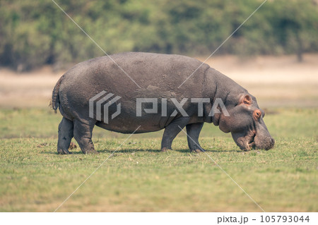 Hippo stands grazing on floodplain showing teeth 105793044