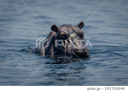 Hippo stands in calm river watching camera 105793046